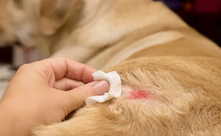 مكافحة البراغيث